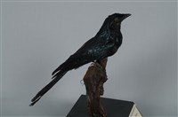 小卷尾藏品圖，第12張